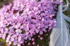 Norway, Svalbard. Moss campion pink wildflower and feather close-up. Art Print